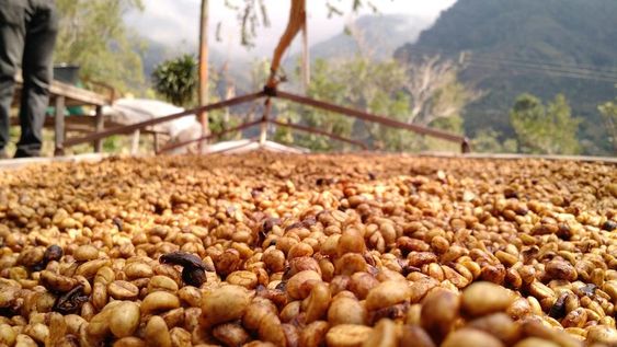 Cà phê Honey Process - Cà Phê Liên Đồng - Công Ty TNHH Cà Phê Liên Đồng